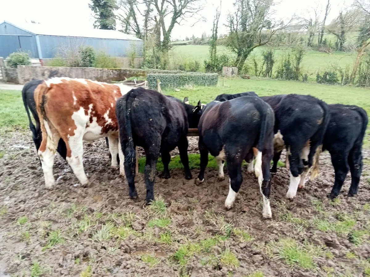 Bullocks - Image 1