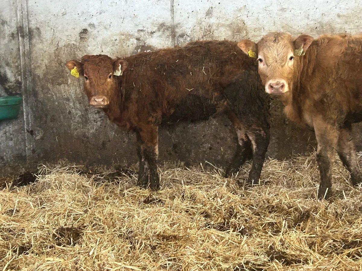 15 suckler breed heifers - Image 2