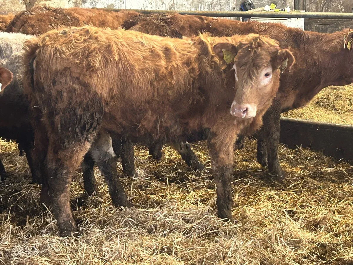 15 suckler breed heifers - Image 3