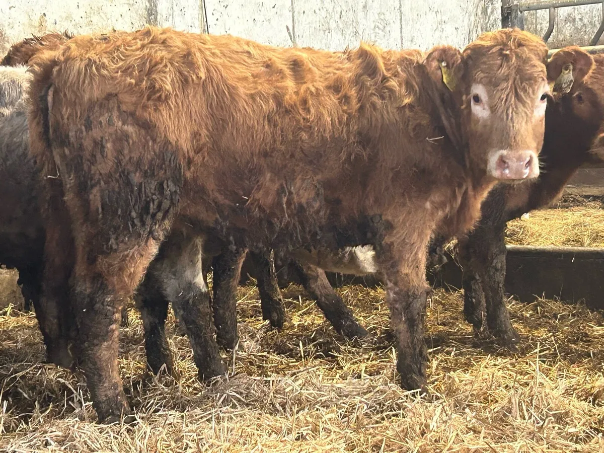 15 suckler breed heifers - Image 4