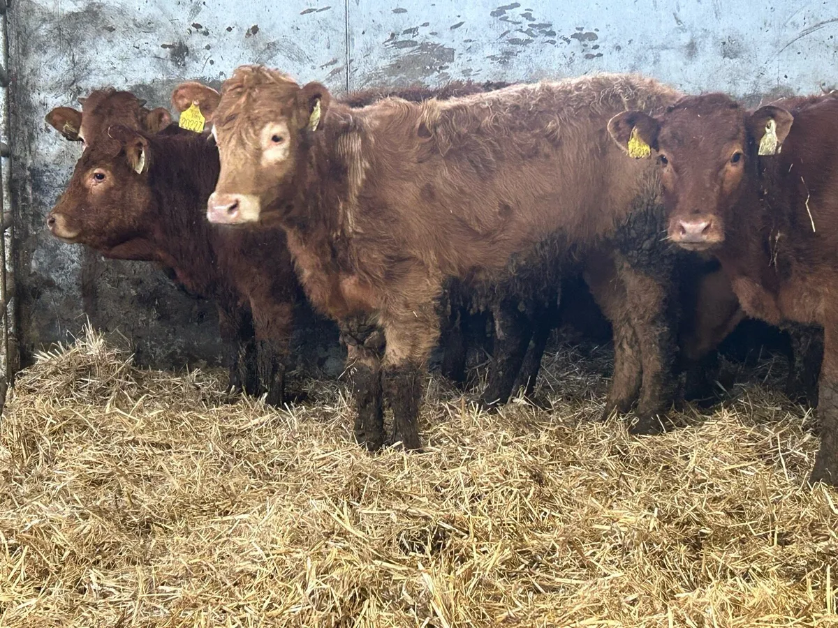 15 suckler breed heifers - Image 1