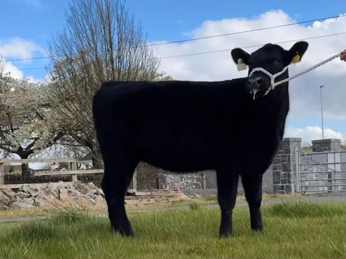 Pedigree Angus Heifers - Image 1