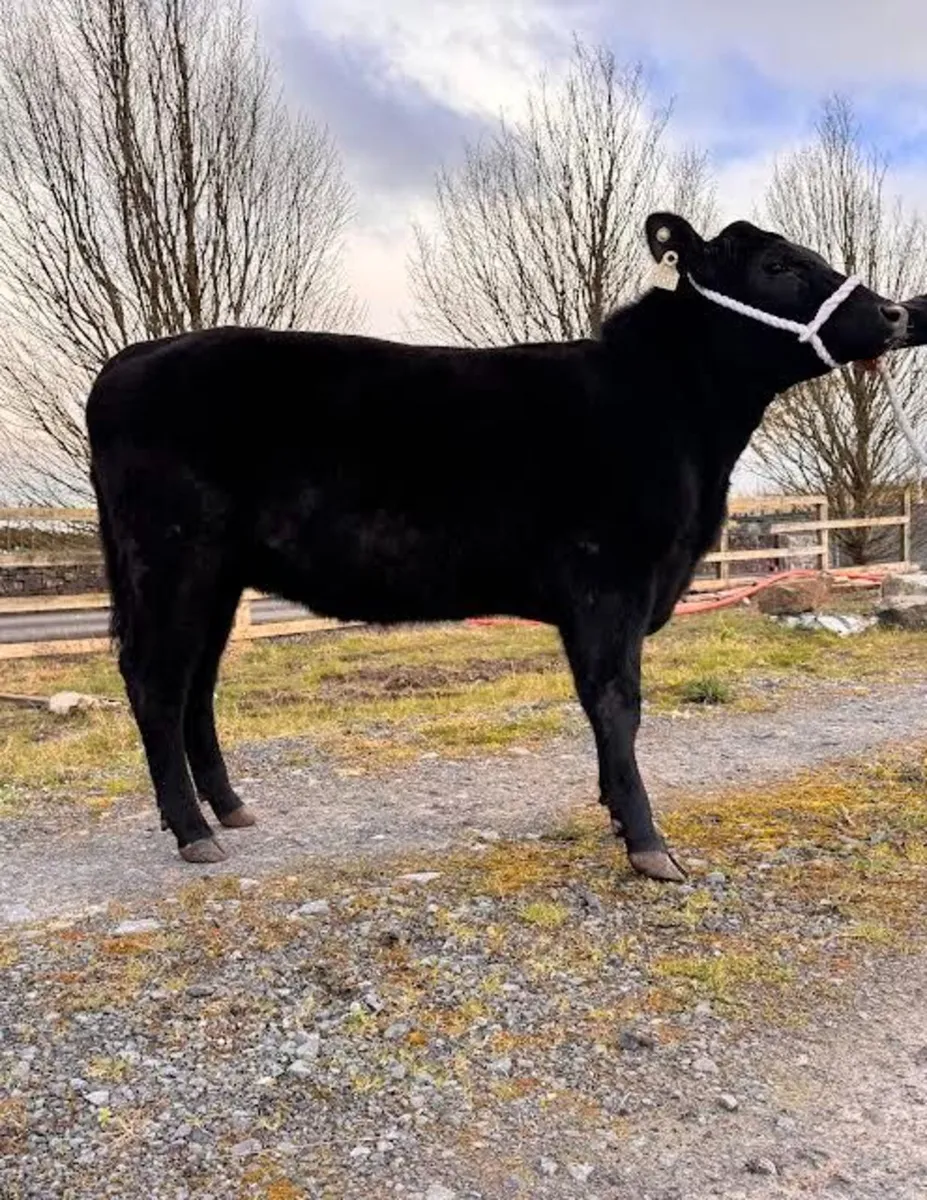 Pedigree Angus Heifers - Image 3