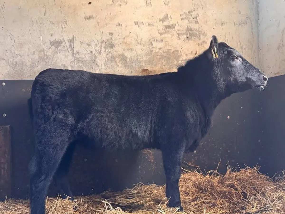 Pedigree Angus Heifers - Image 2