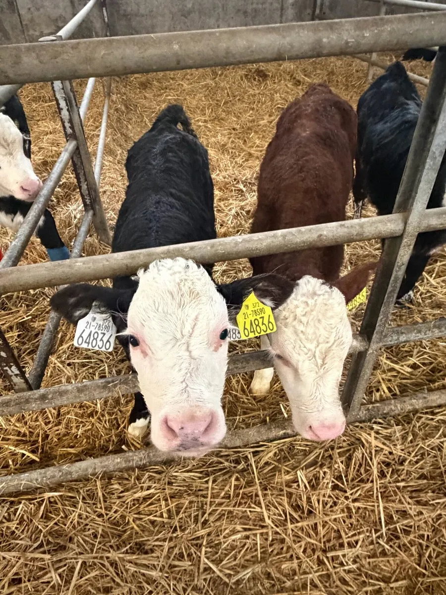 10 Hereford calves - Image 2