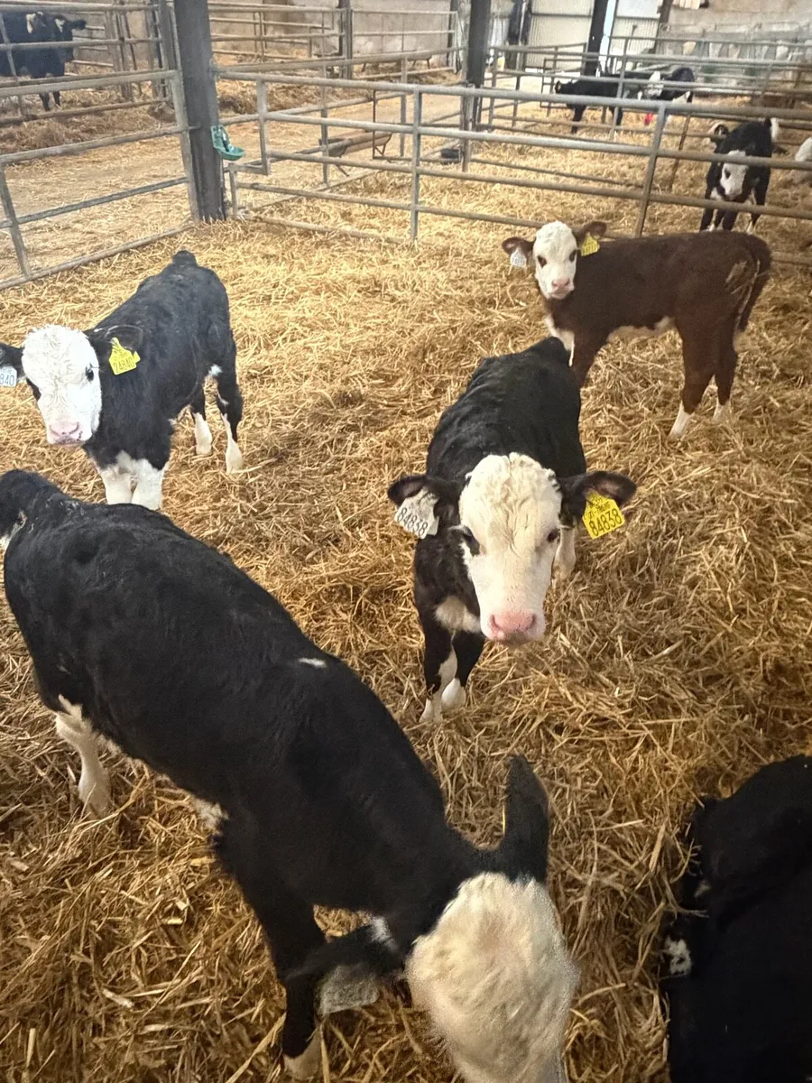 10 Hereford calves - Image 3