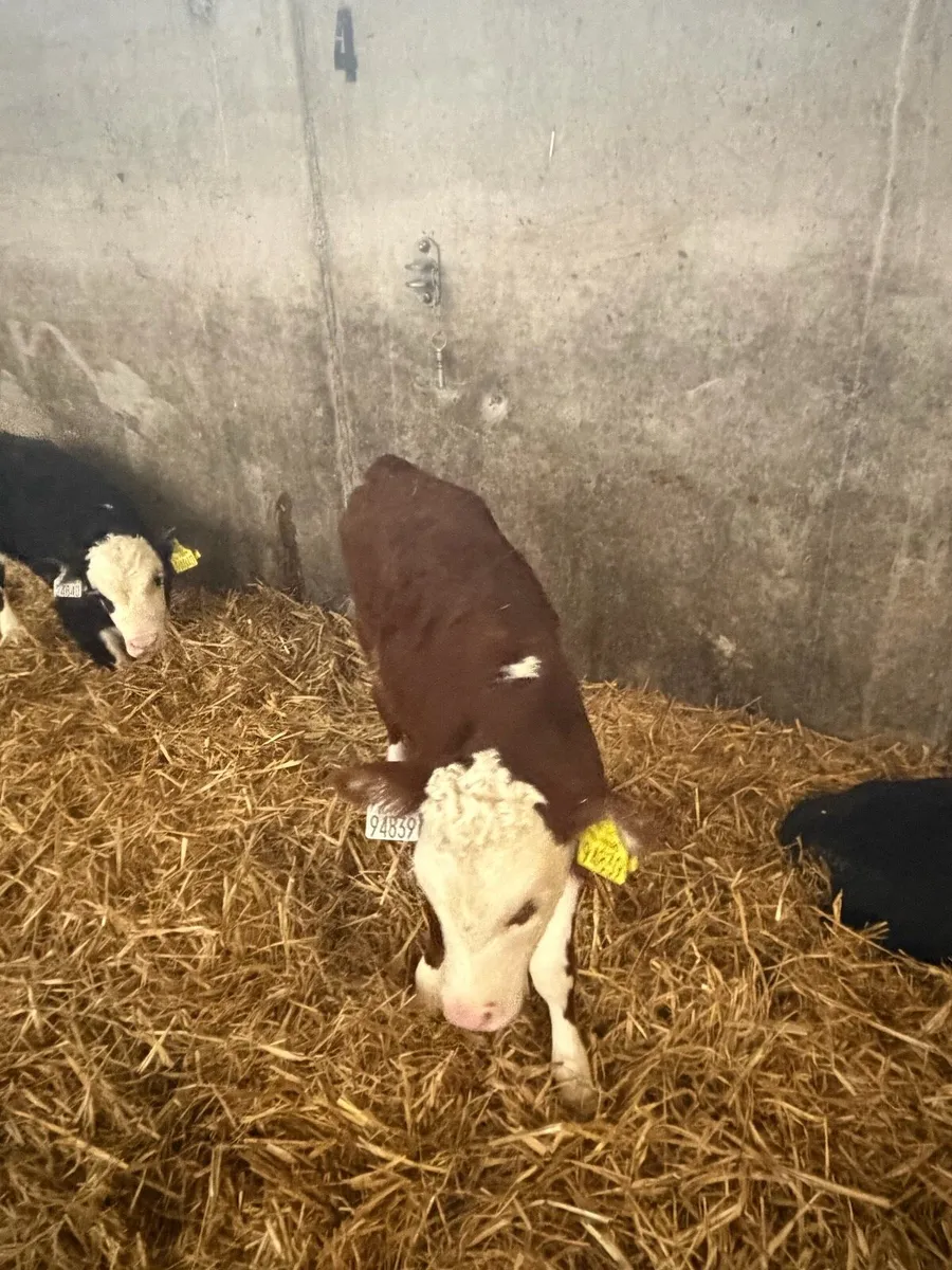 10 Hereford calves - Image 4
