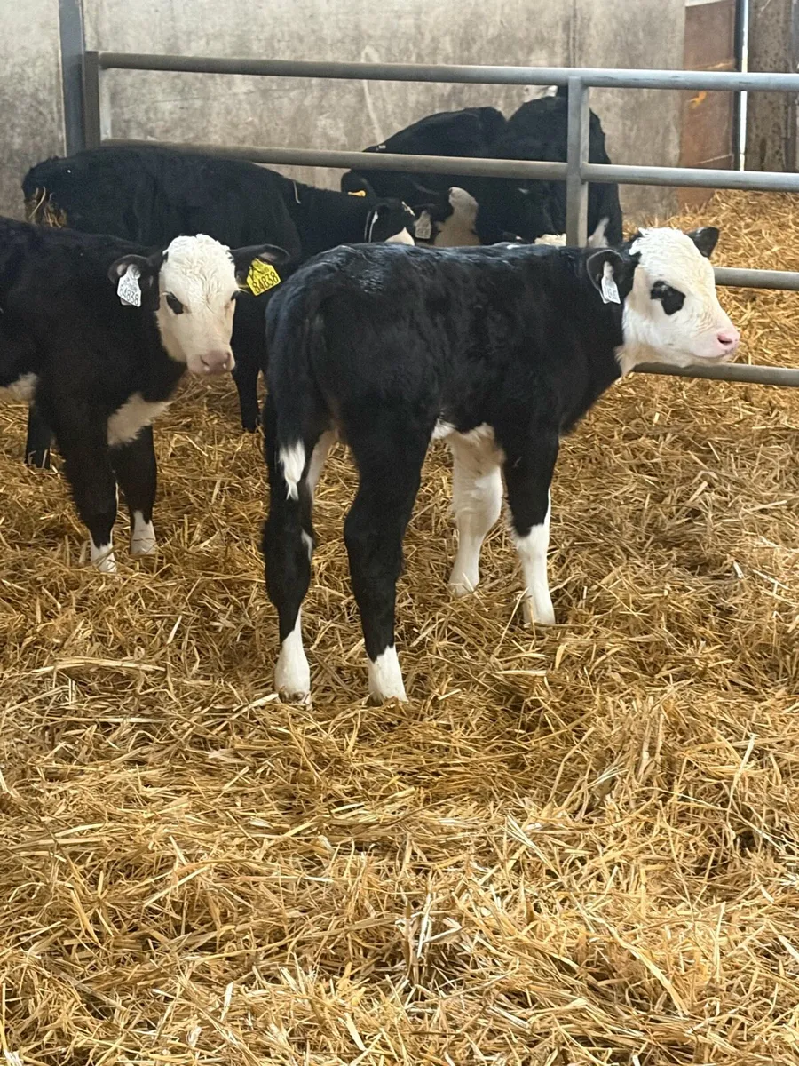 10 Hereford calves - Image 1