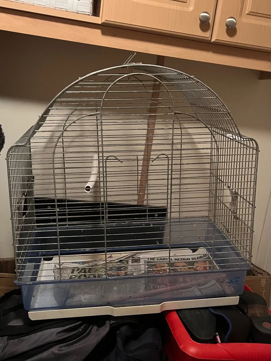 Parrotlets - Image 2