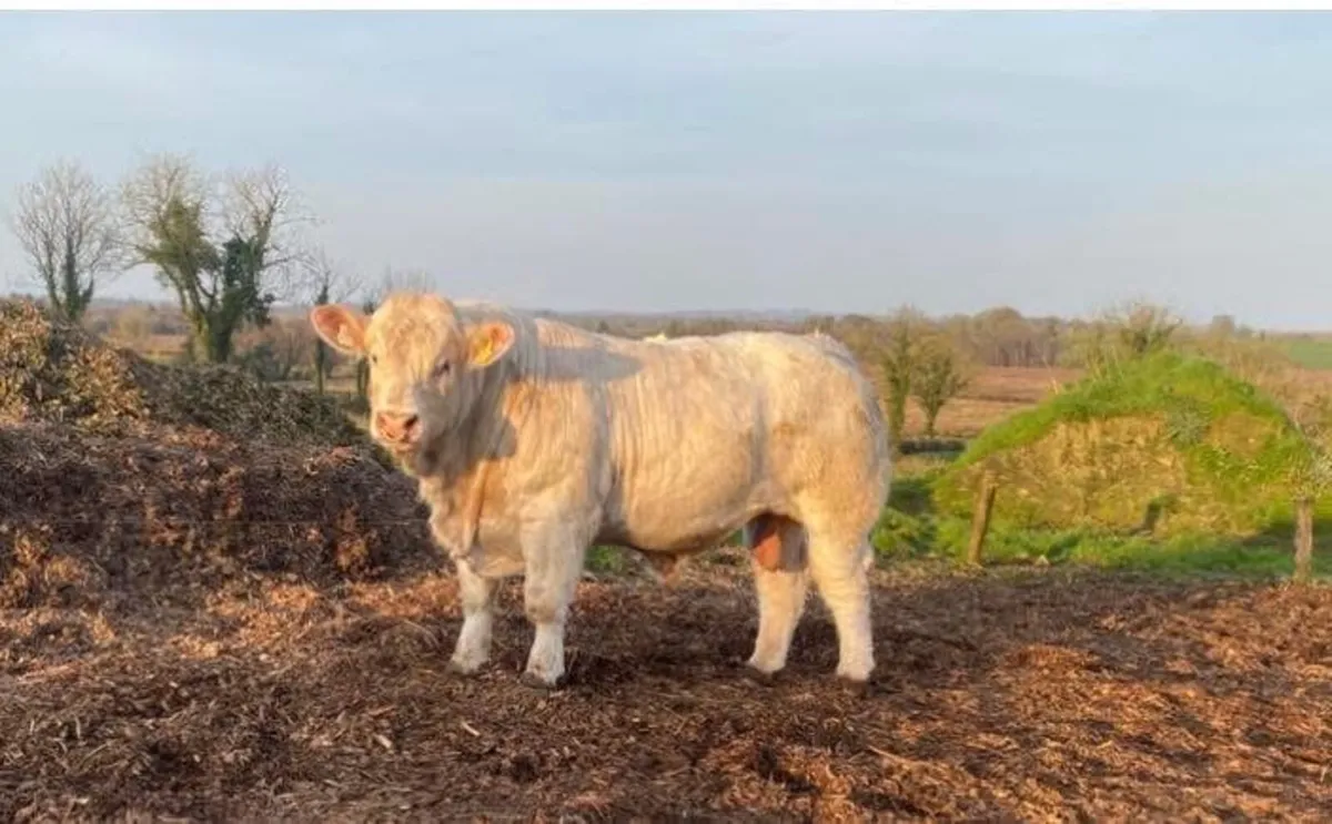 CF52 Charolais bull - Image 3