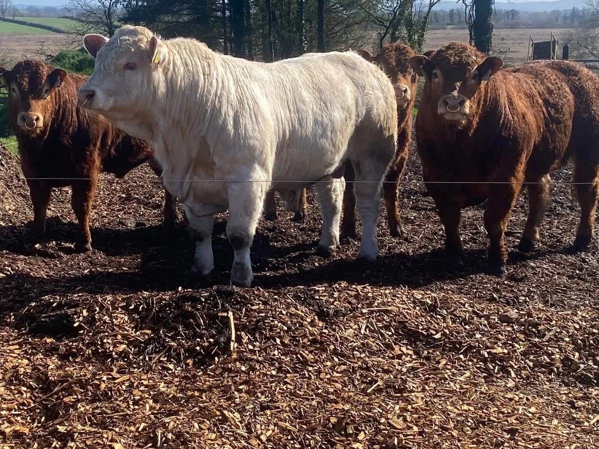 CF52 Charolais bull - Image 2