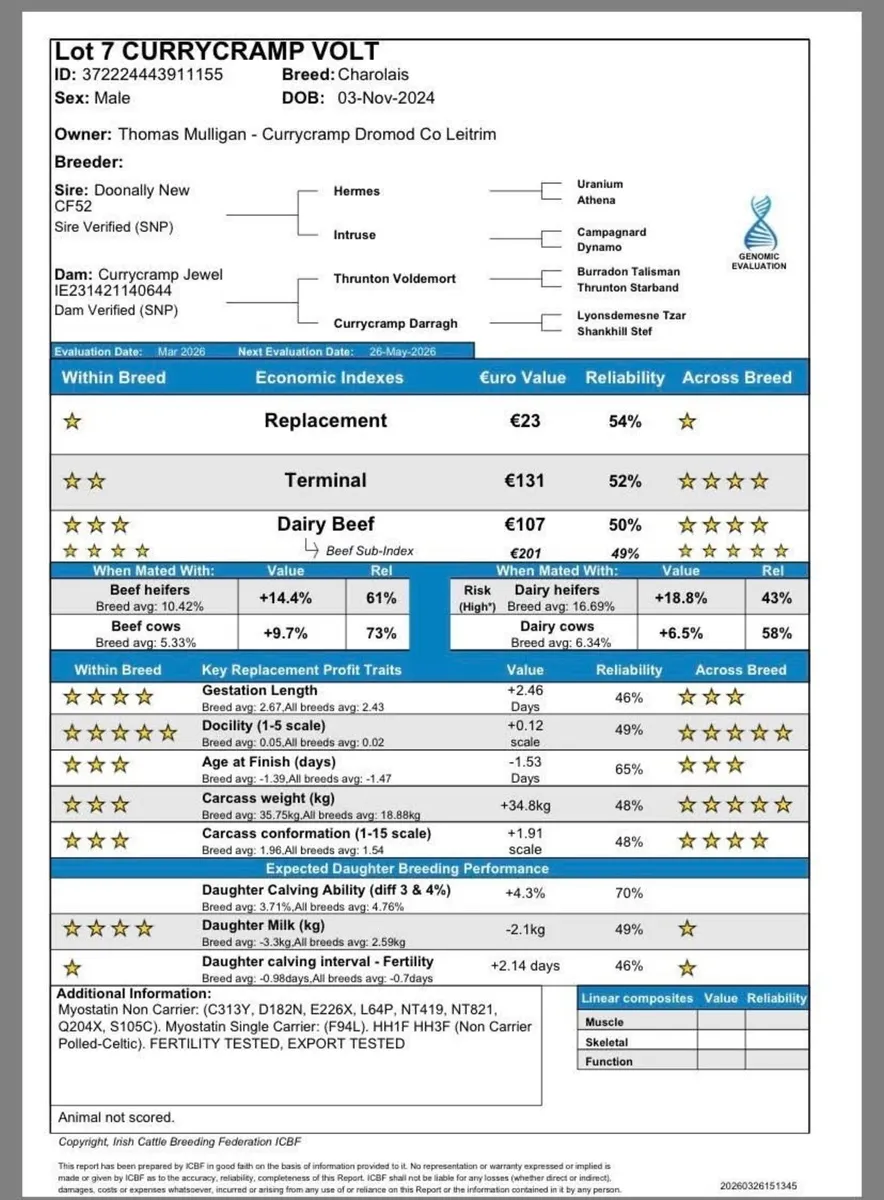 CF52 Charolais bull - Image 4