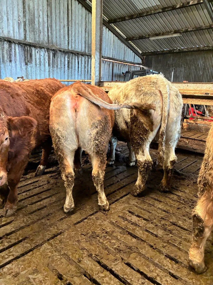 Springer heifers - Image 1