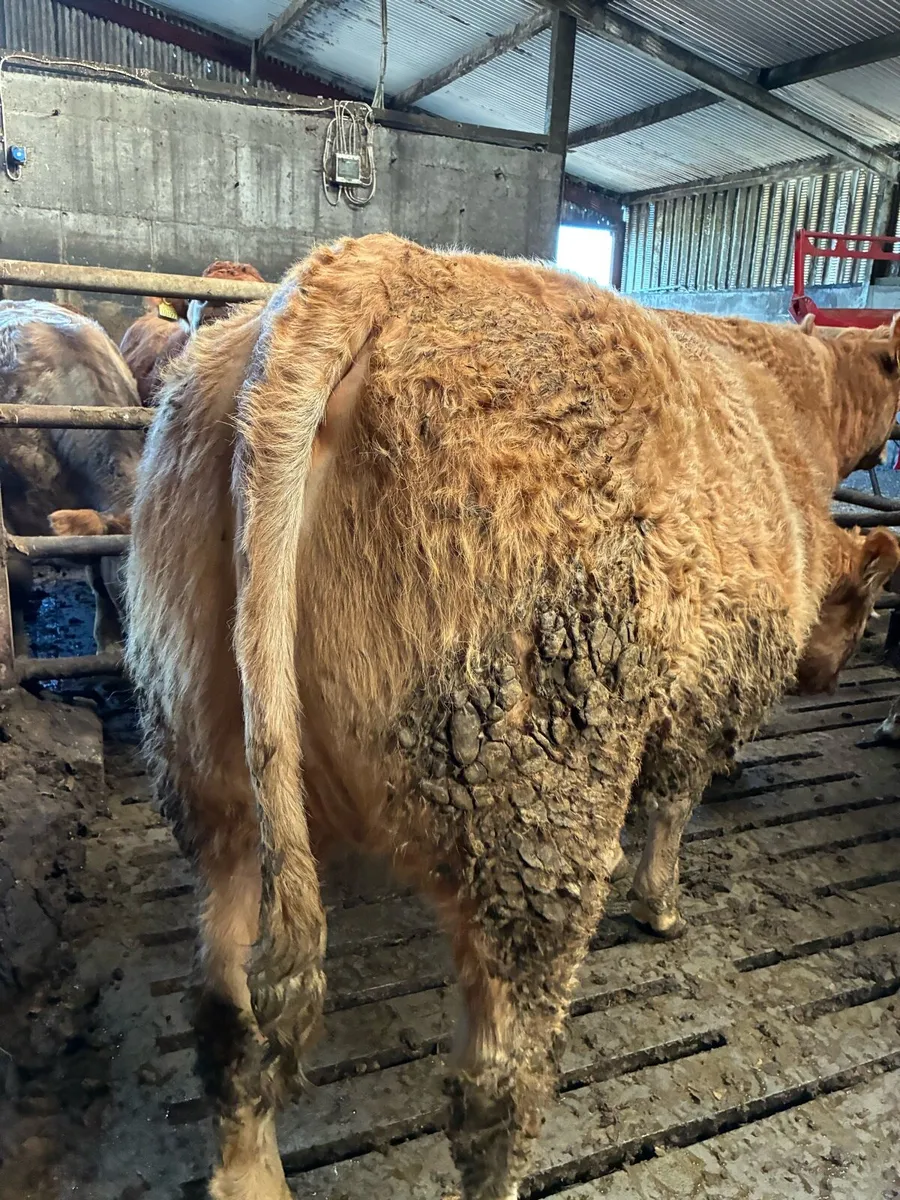 Springer heifers - Image 2