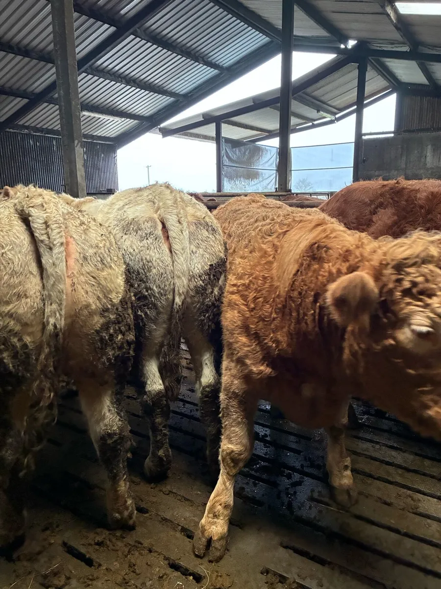 Springer heifers - Image 4