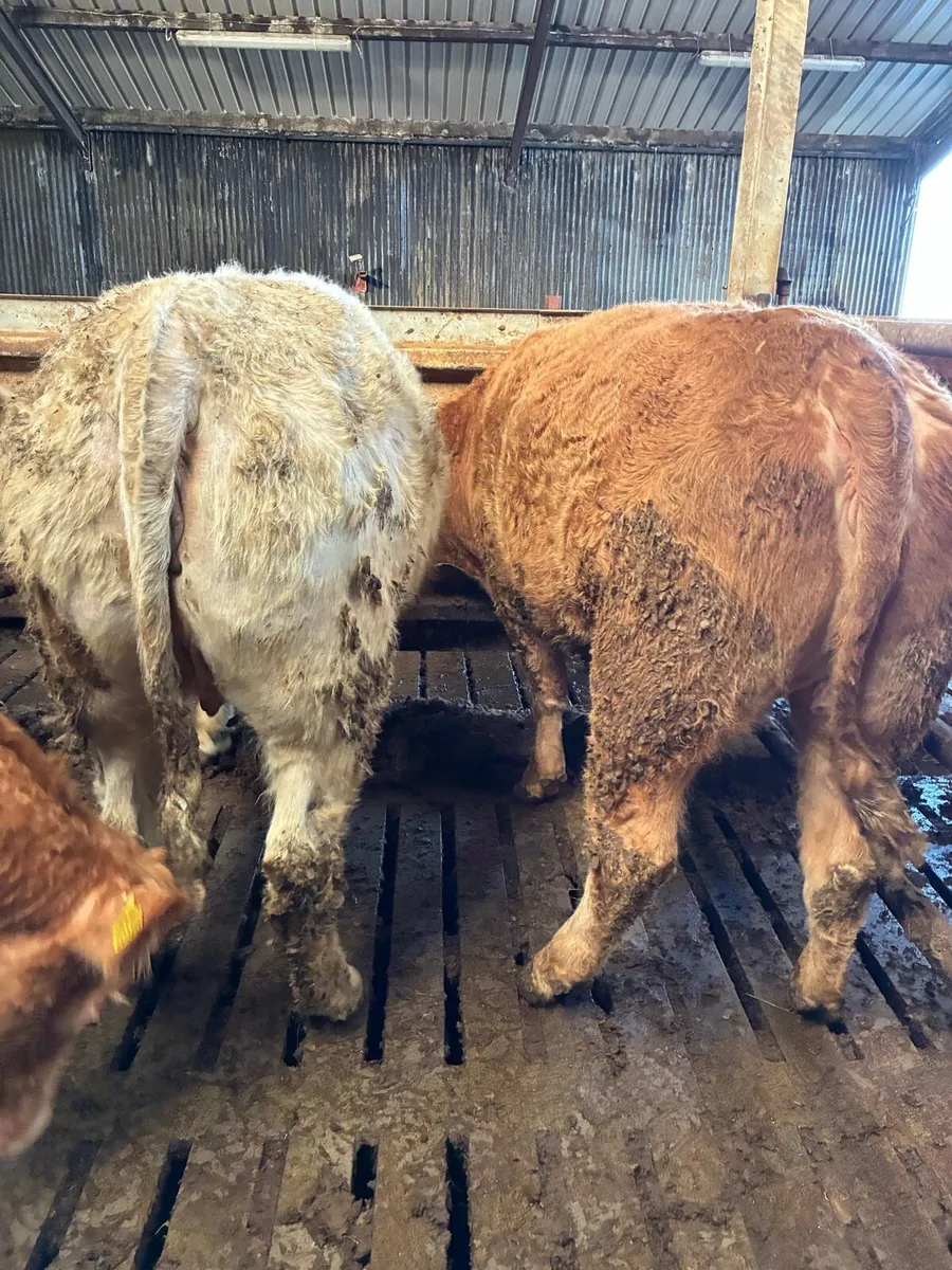 Springer heifers - Image 3