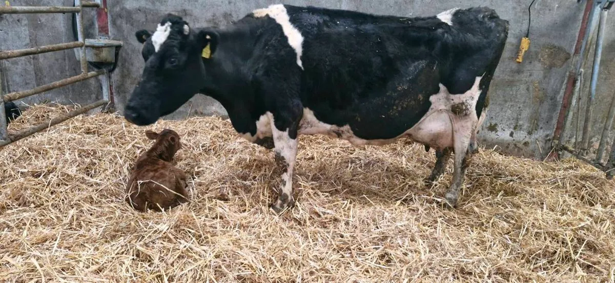 Cow and calf - Image 1