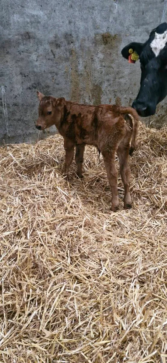 Cow and calf - Image 2