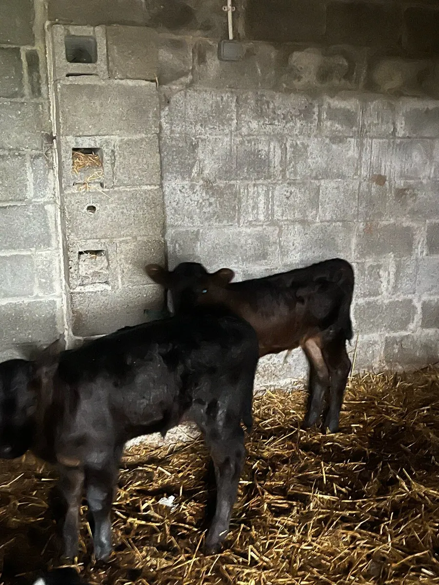 Calves - Image 1
