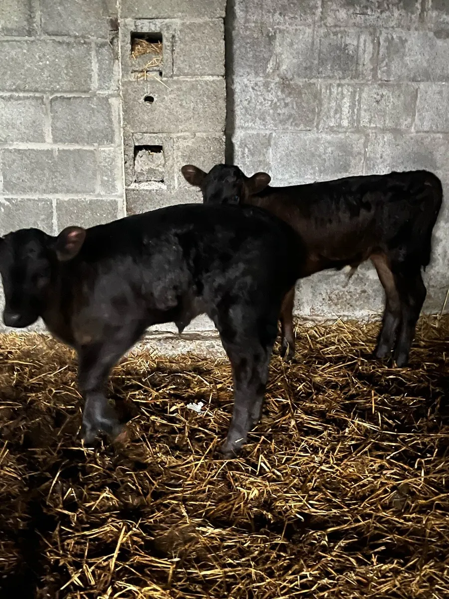 Calves - Image 2