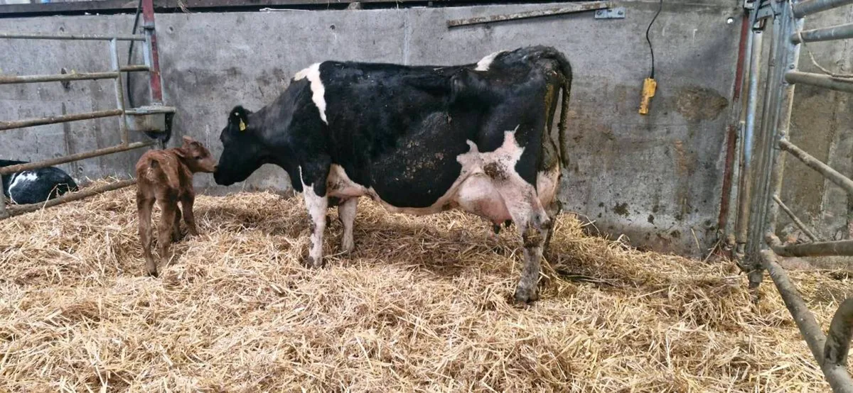 Cow and calf - Image 3