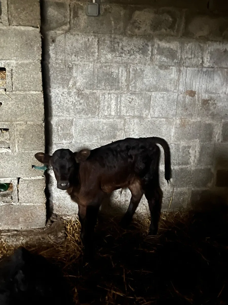Calves - Image 3