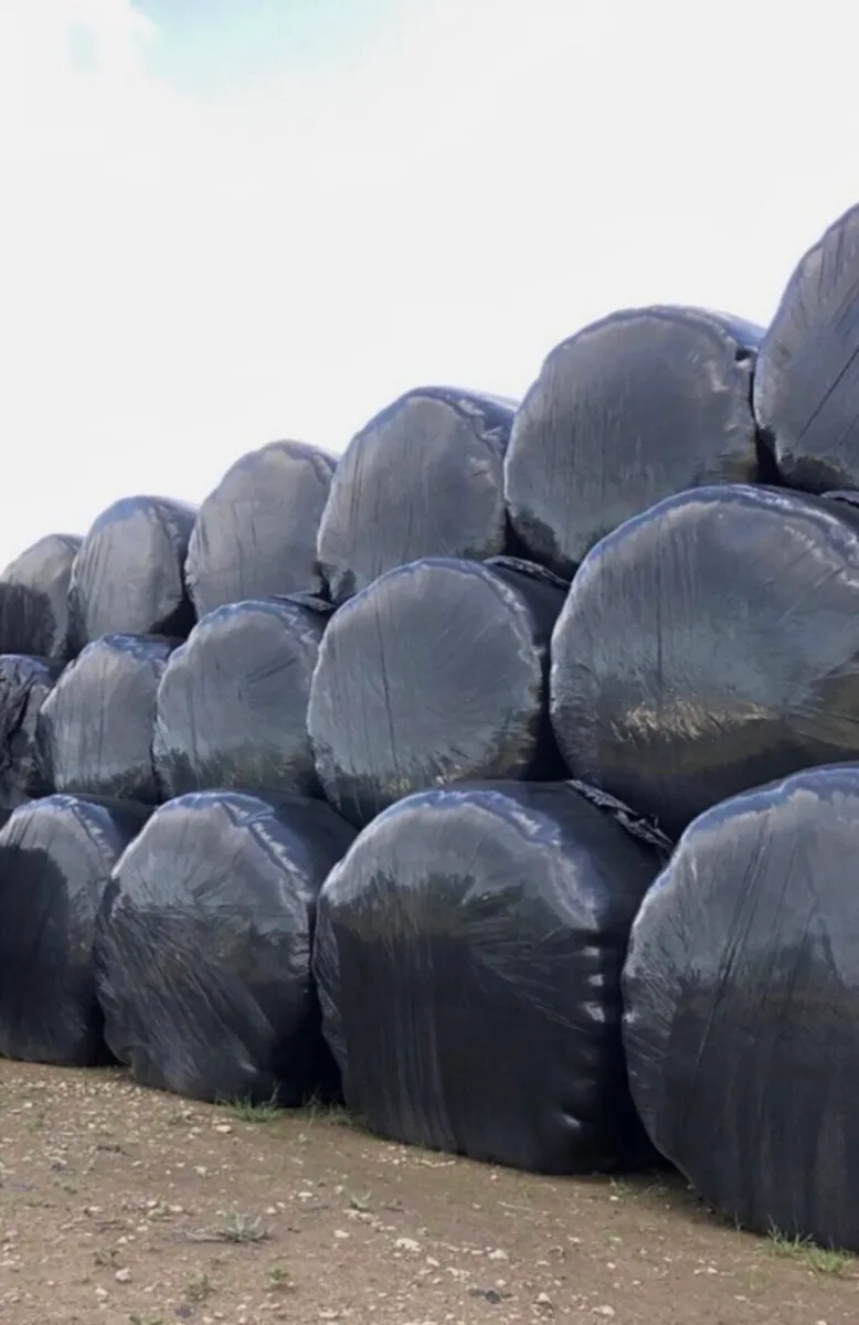 40 1st cut cut silage bales