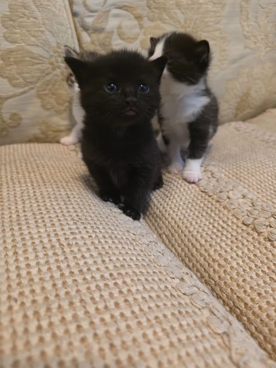 4 kittens ,litter trained - Image 2