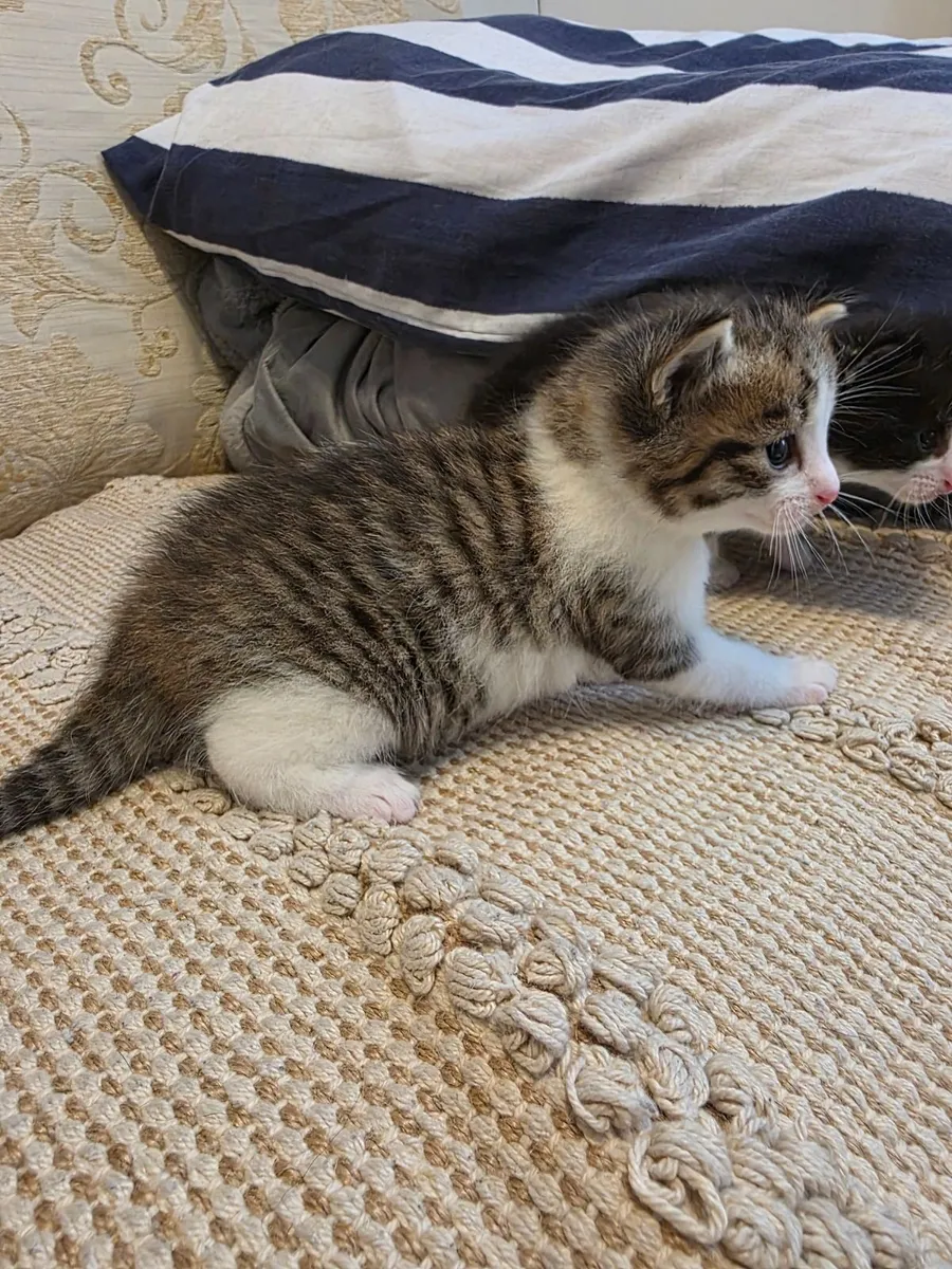 4 kittens ,litter trained - Image 1