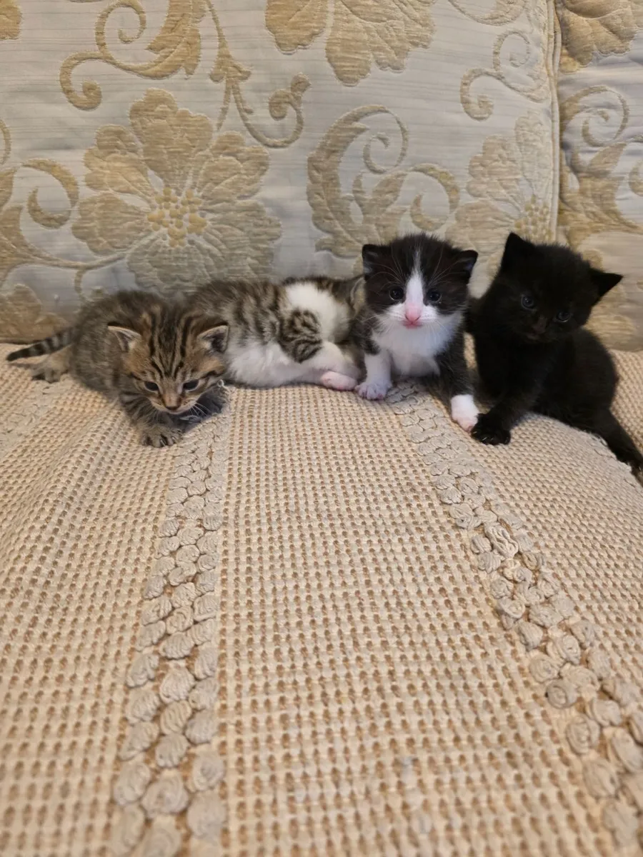 4 kittens ,litter trained - Image 3