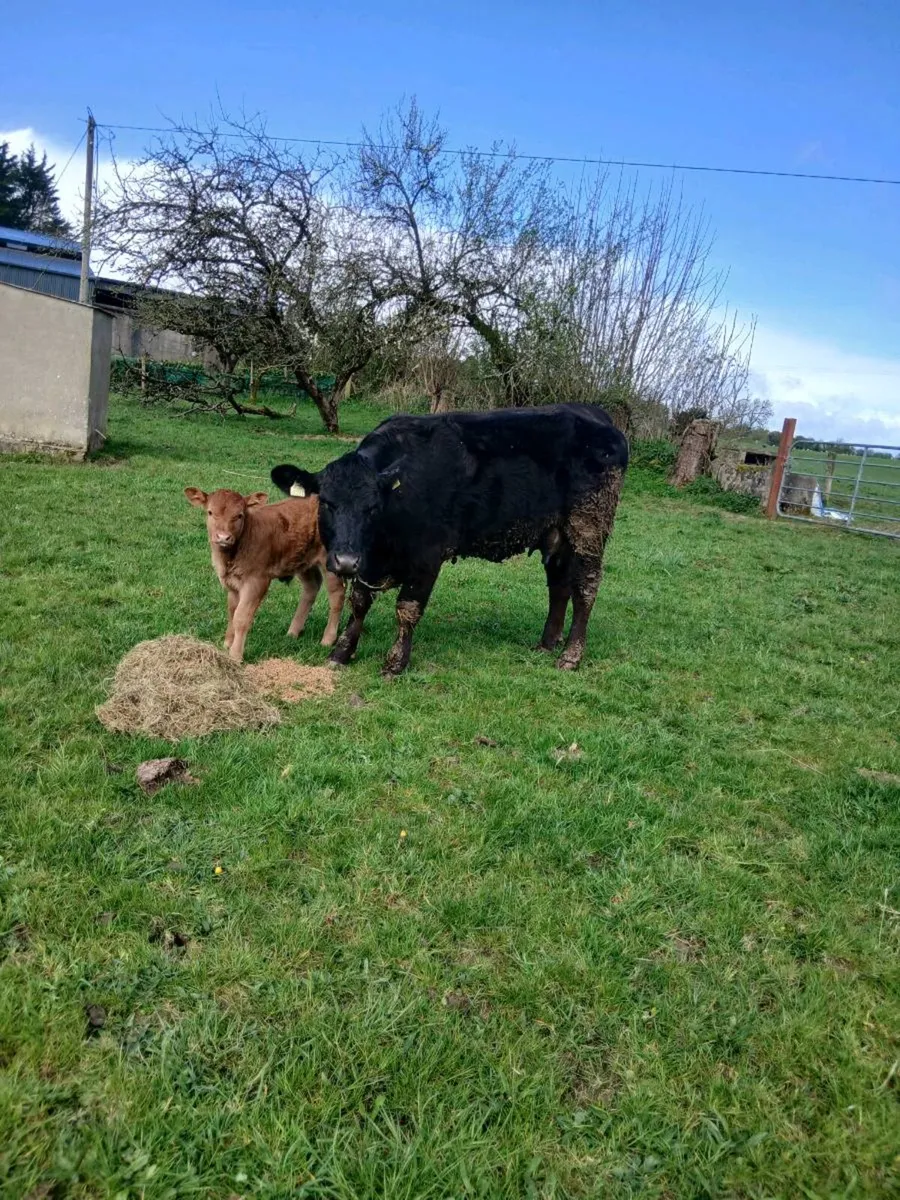 Heifer & super heifer calf - Image 1