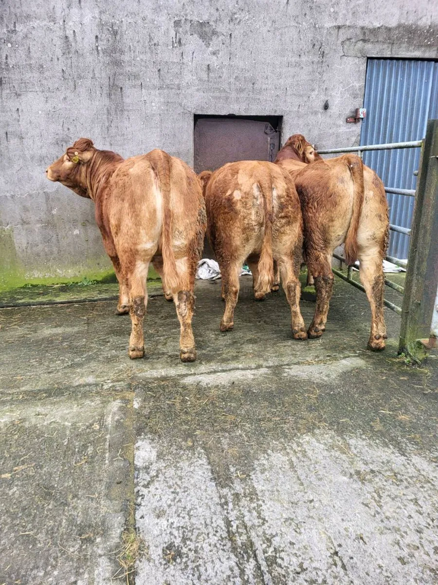 Limousin Heifers For Sale - Image 3