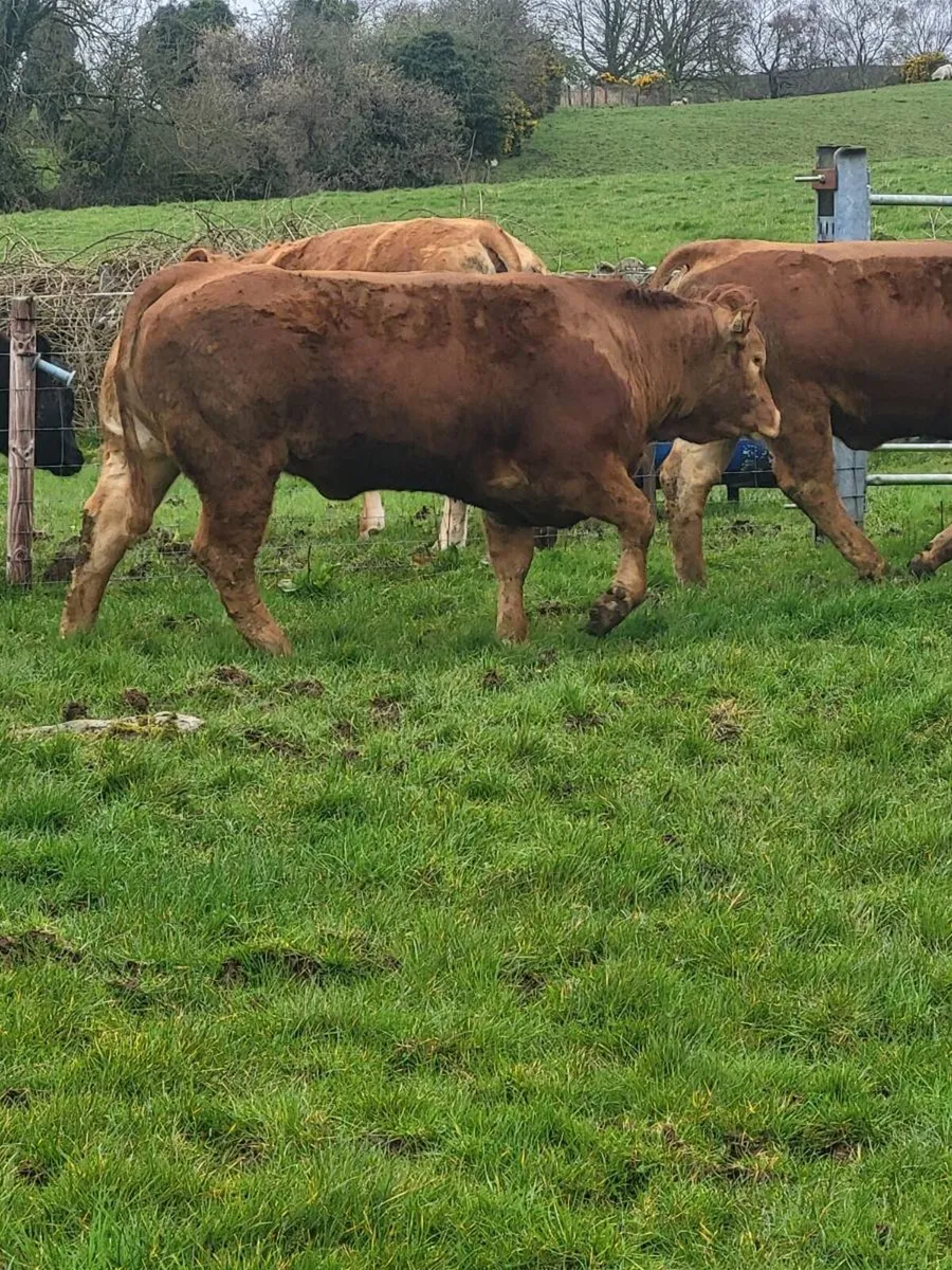 Limousin Heifers For Sale - Image 4