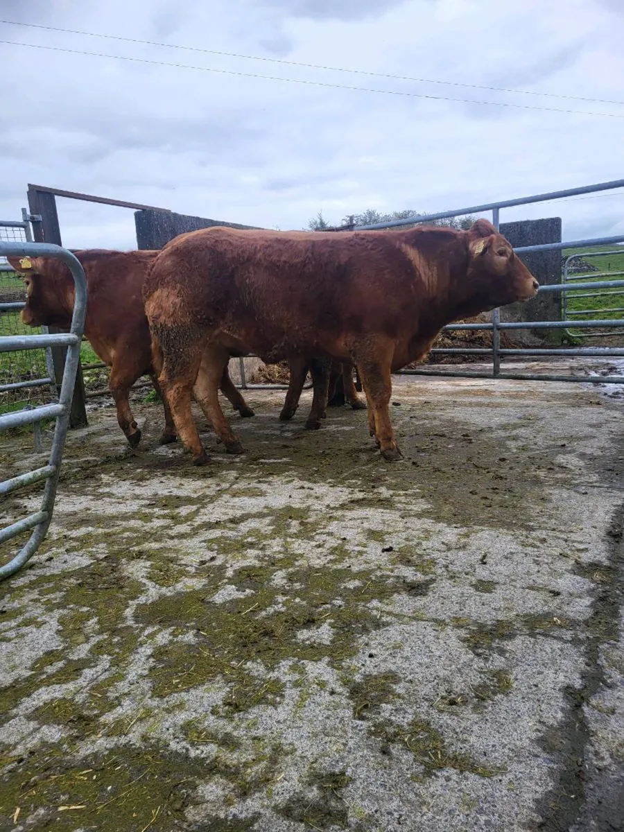 Limousin Heifers For Sale - Image 1