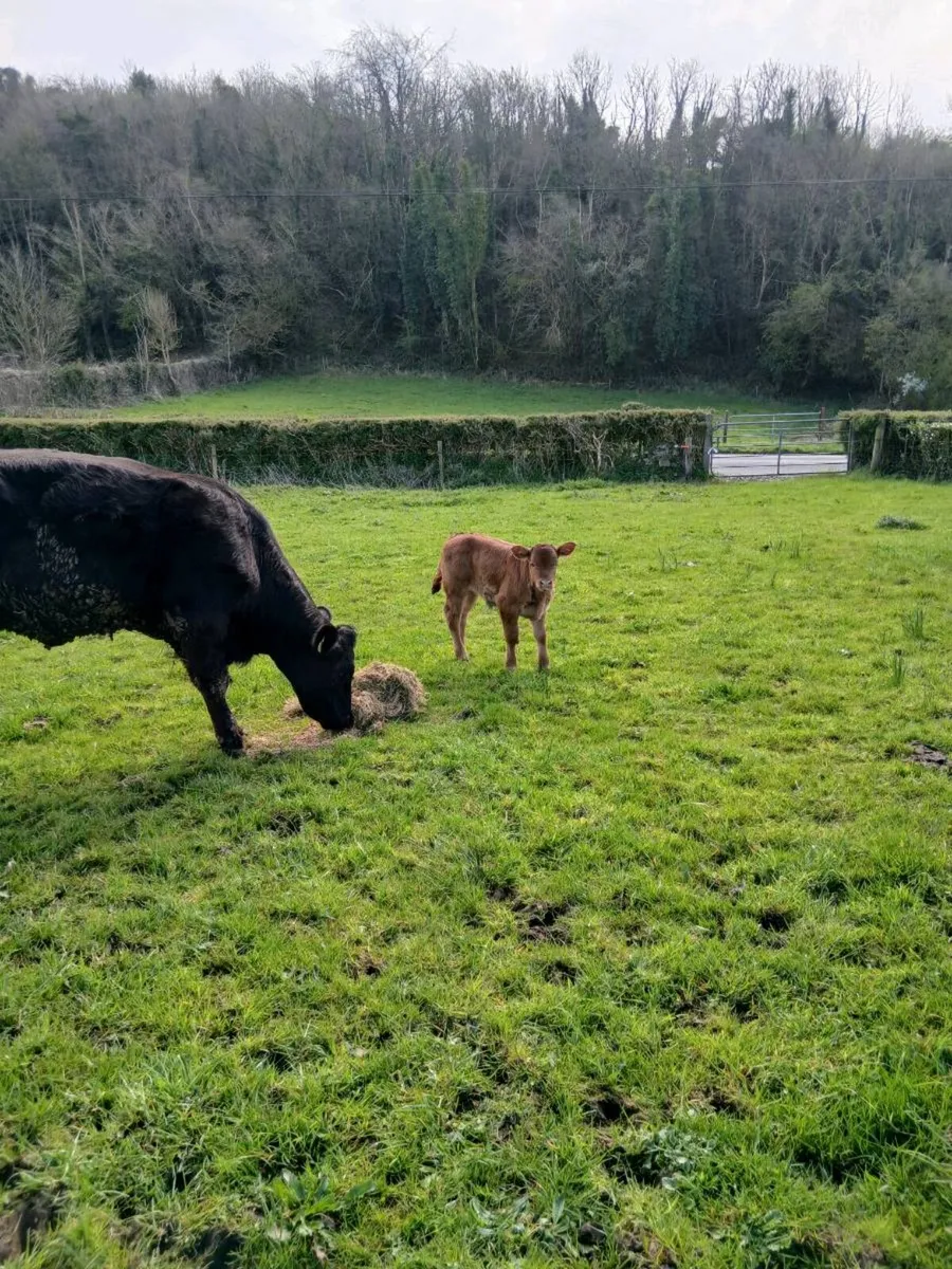 Heifer & super heifer calf - Image 2