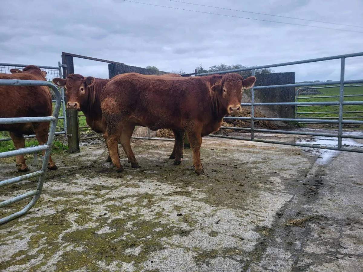 Limousin Heifers For Sale - Image 2