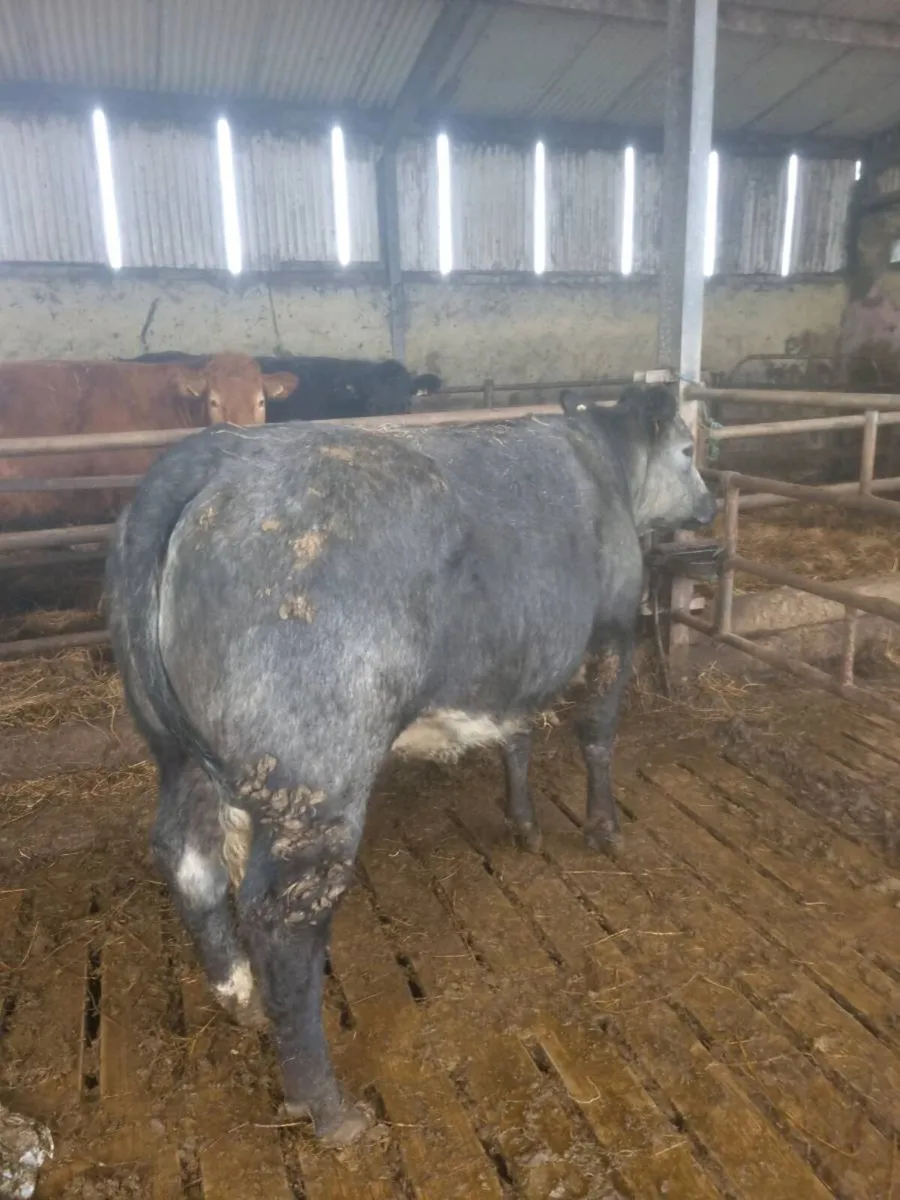 Organic Heifers 5⭐️ - Image 3