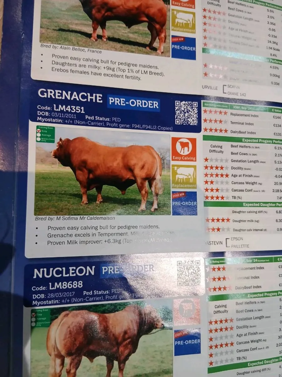 Heifer & super heifer calf - Image 3