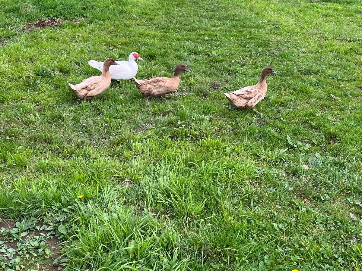 Ducks - Image 1
