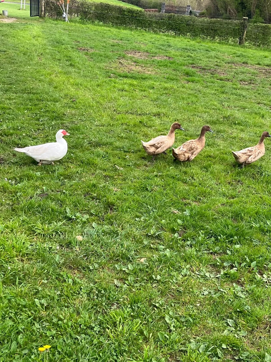 Ducks - Image 2