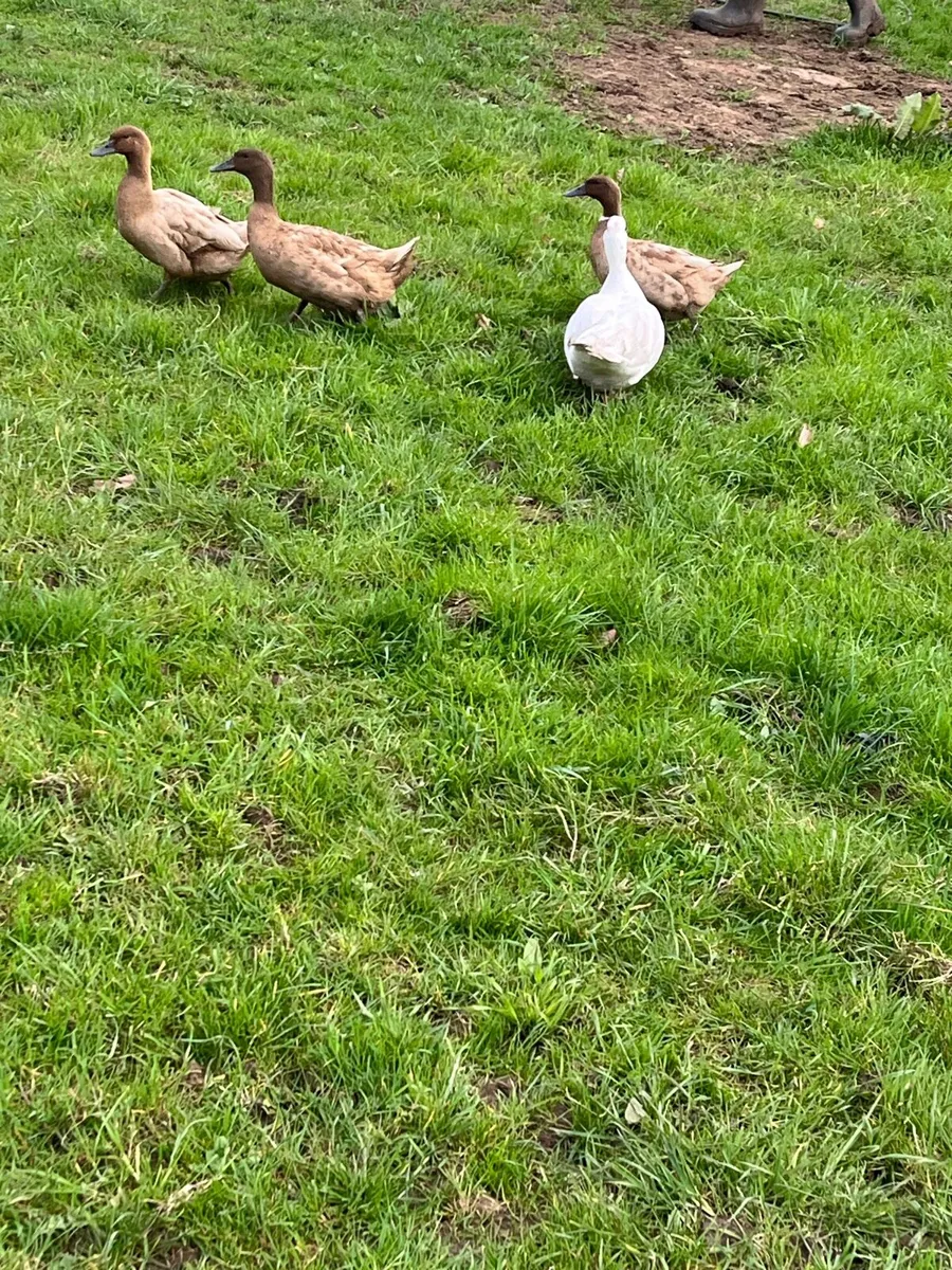 Ducks - Image 4