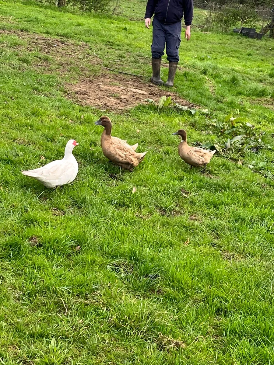 Ducks - Image 3