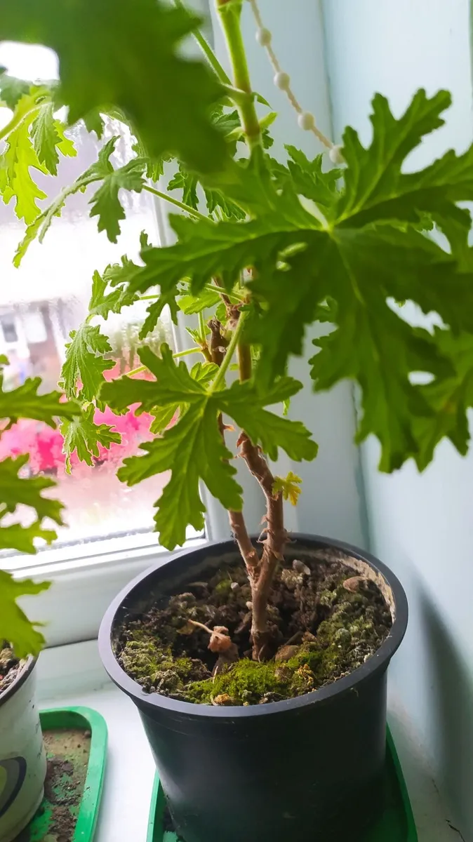 Geranium Lemon scented - Image 3