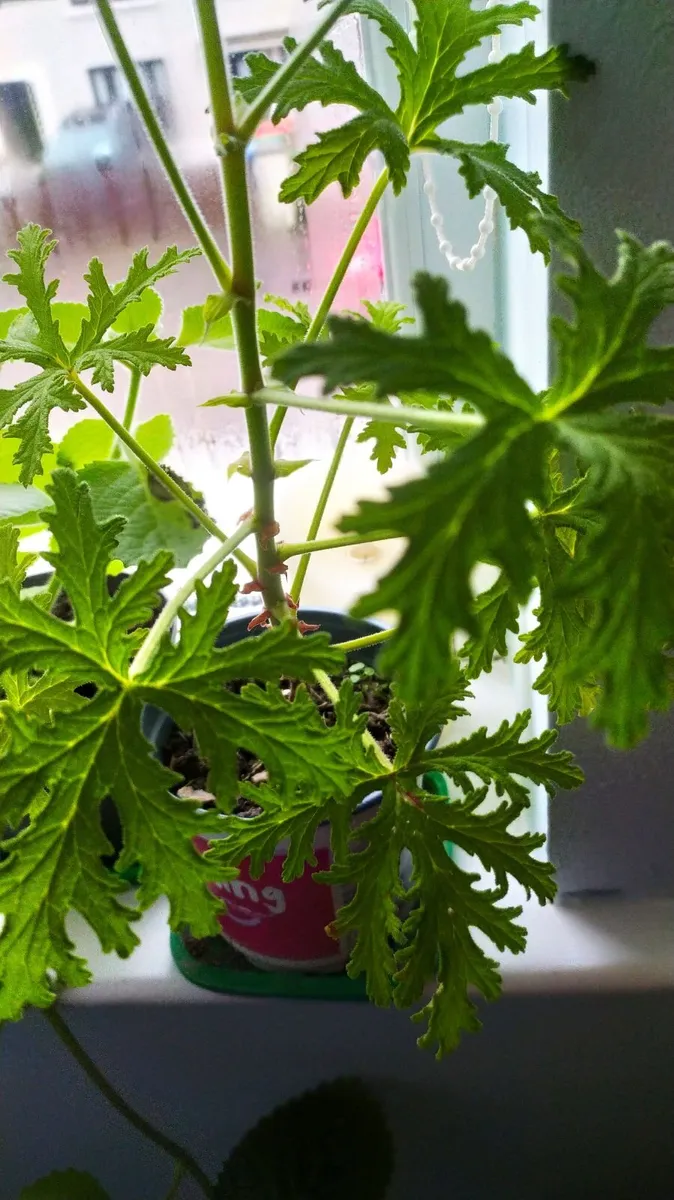Geranium Lemon scented - Image 4