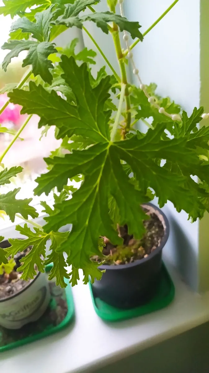 Geranium Lemon scented - Image 1