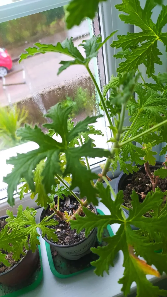 Geranium Lemon scented - Image 2