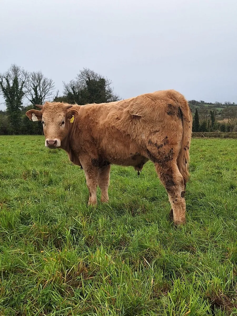 Ai bred Charolais heifer carrigallen mart 11/04/26 - Image 1