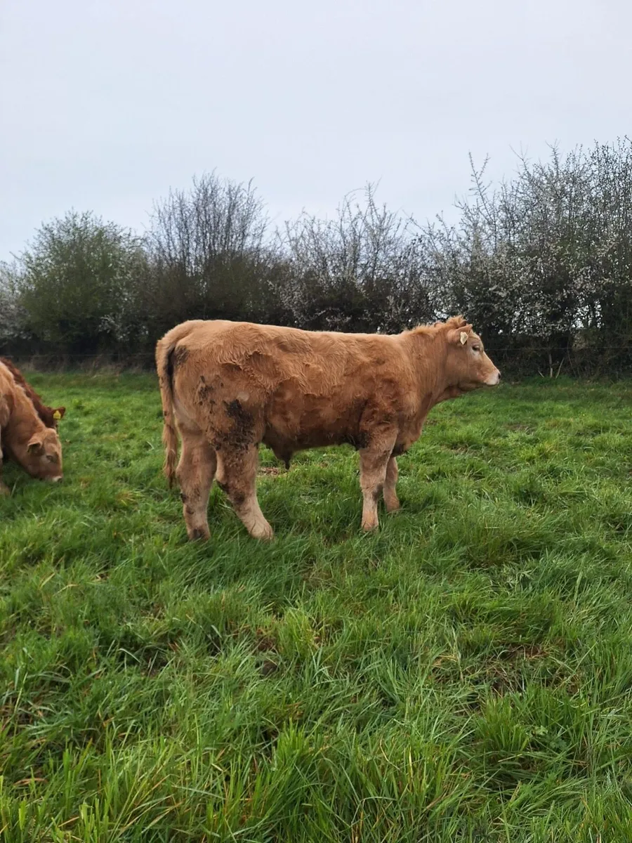 Ai bred Charolais heifer carrigallen mart 11/04/26 - Image 2