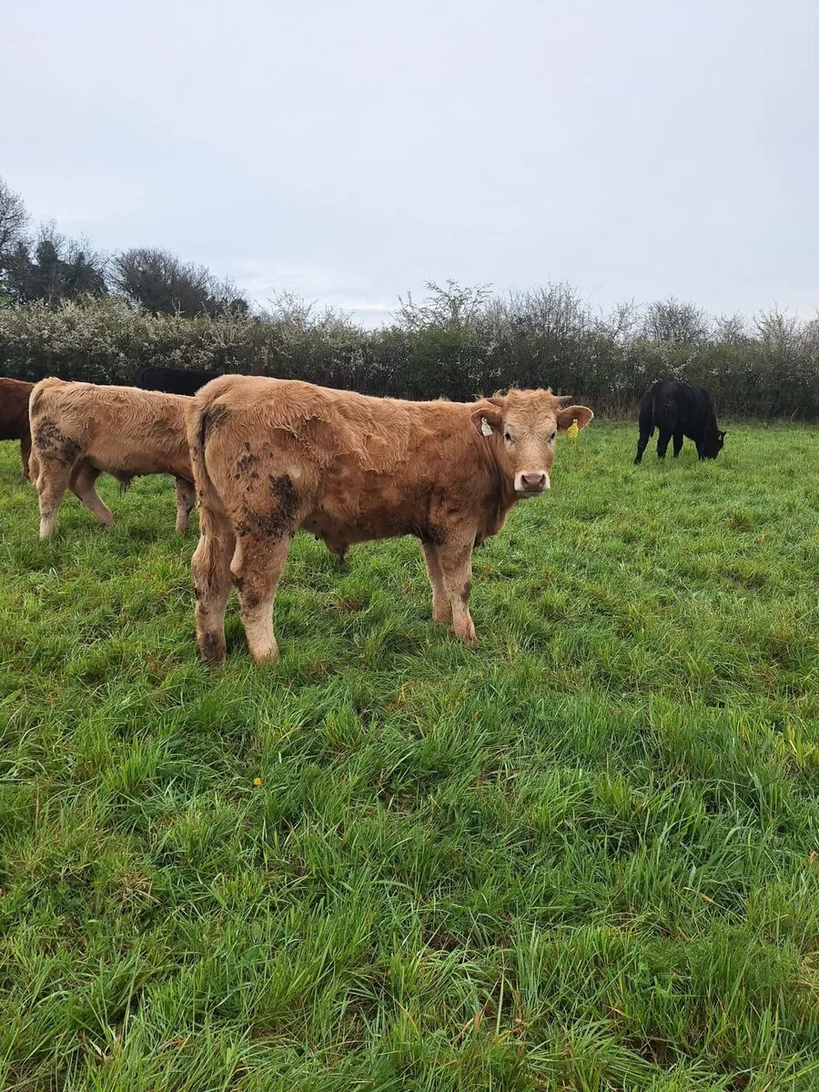Ai bred Charolais heifer carrigallen mart 11/04/26 - Image 3