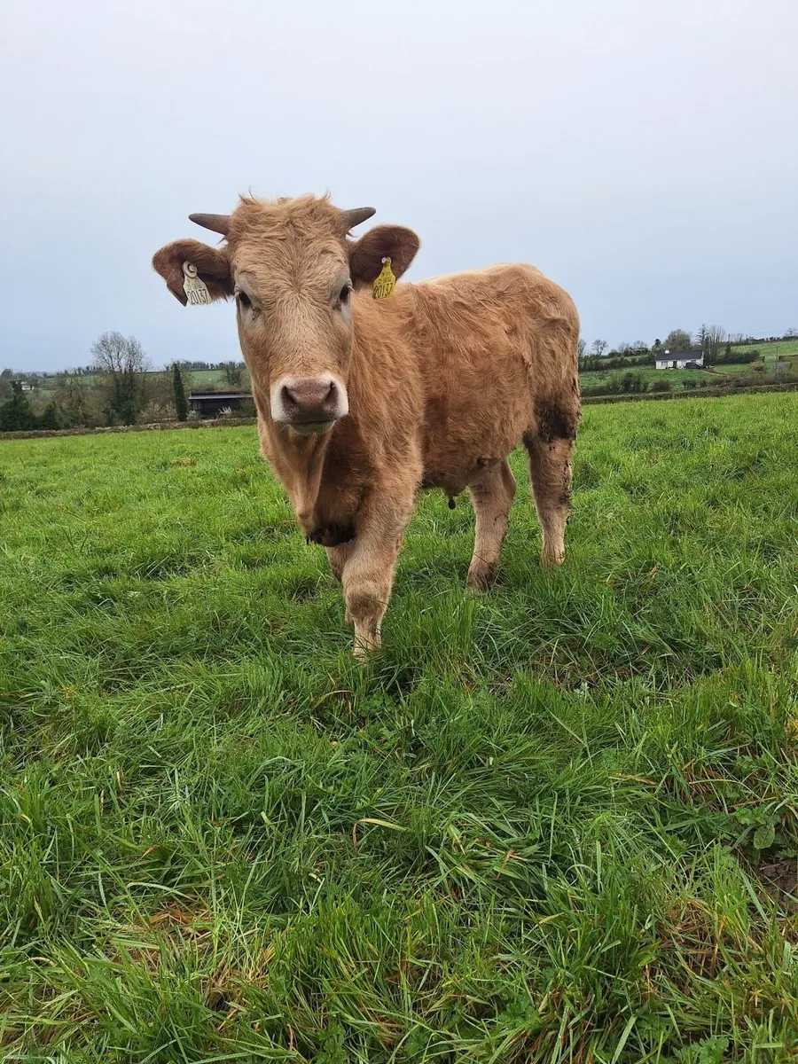 Ai bred Charolais heifer carrigallen mart 11/04/26 - Image 4